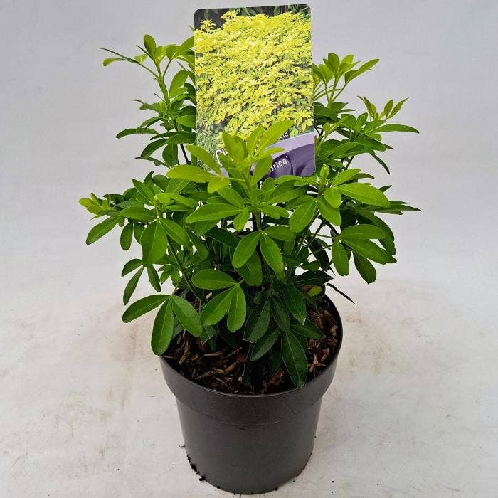 Choisya ternata 'Brica'