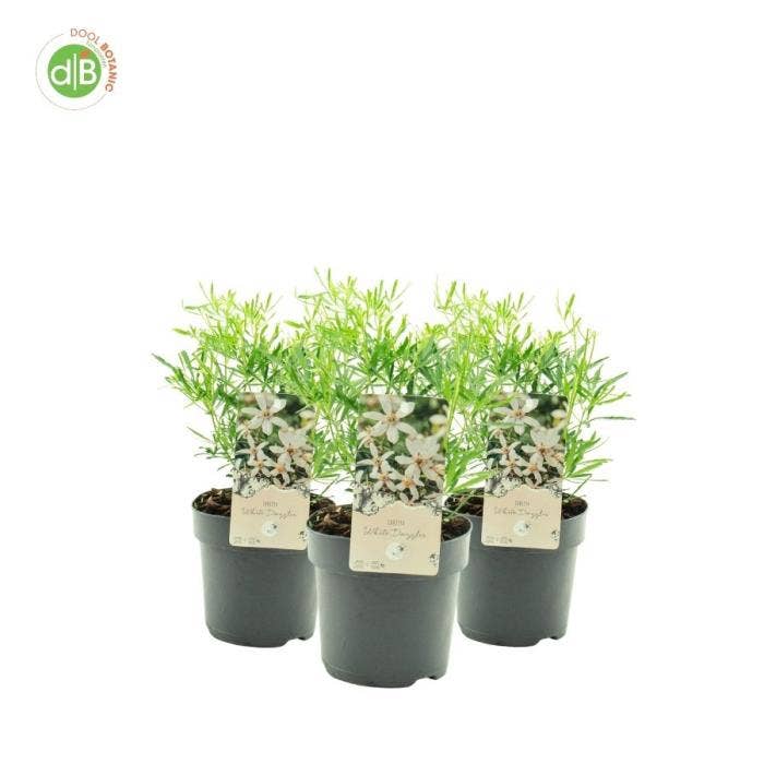 Choisya 'White Dazzler'