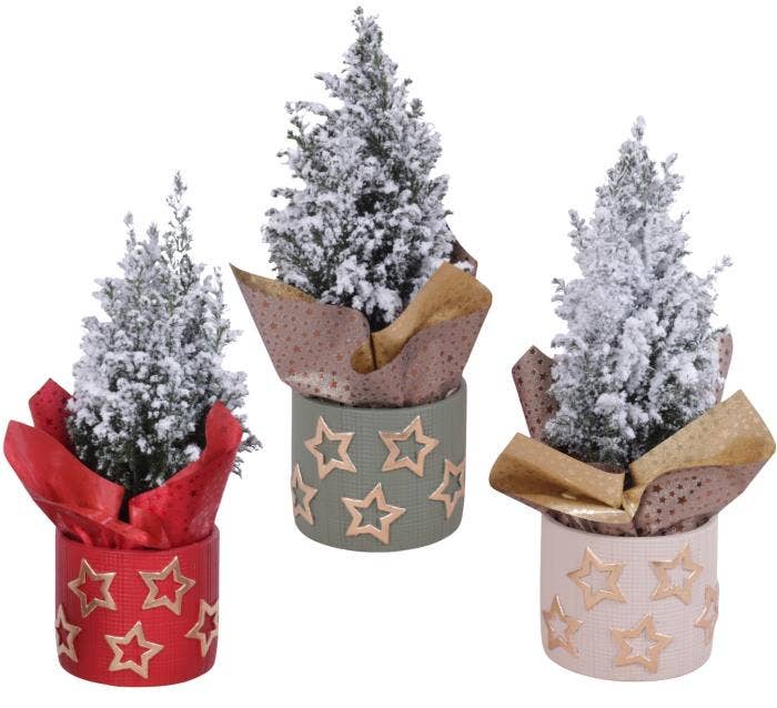Christmas Arr. Conifer Ceramic Pot Golden Stars Co