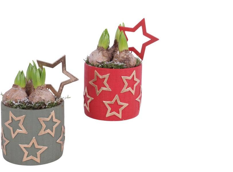 Christmas Arr. Hyacint Ceramic Pot Golden Stars Co