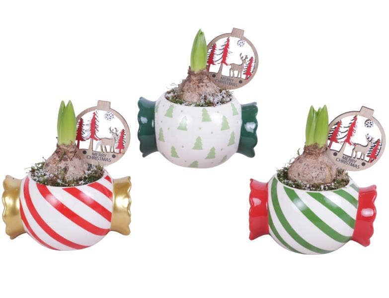 Christmas Arr. Hyacint Ceramic Pot X-Mas Candy Wra