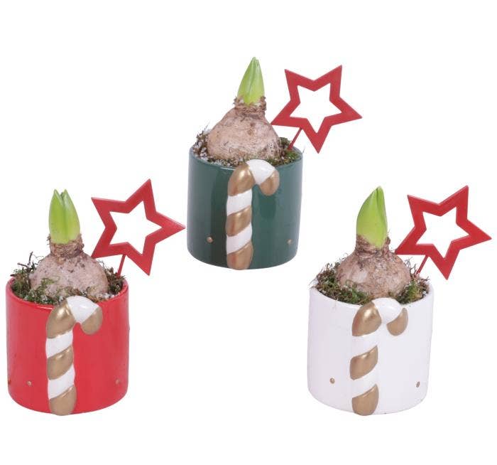 Christmas Arr. Hyacint Ceramic Pot X-Mas Cany Cane