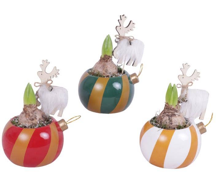 Christmas Arr. Hyacint Ceramic Pot X-Mas Ornament 
