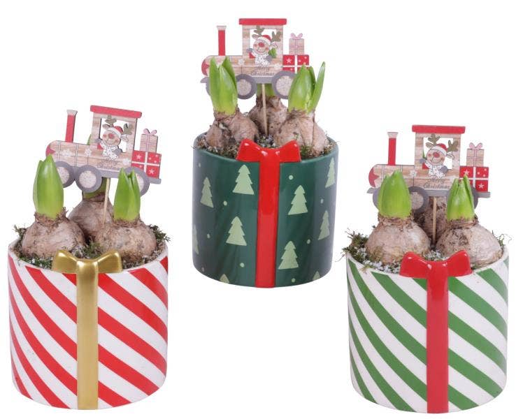 Christmas Arr. Hyacint Ceramic Pot X-Mas Present Ø