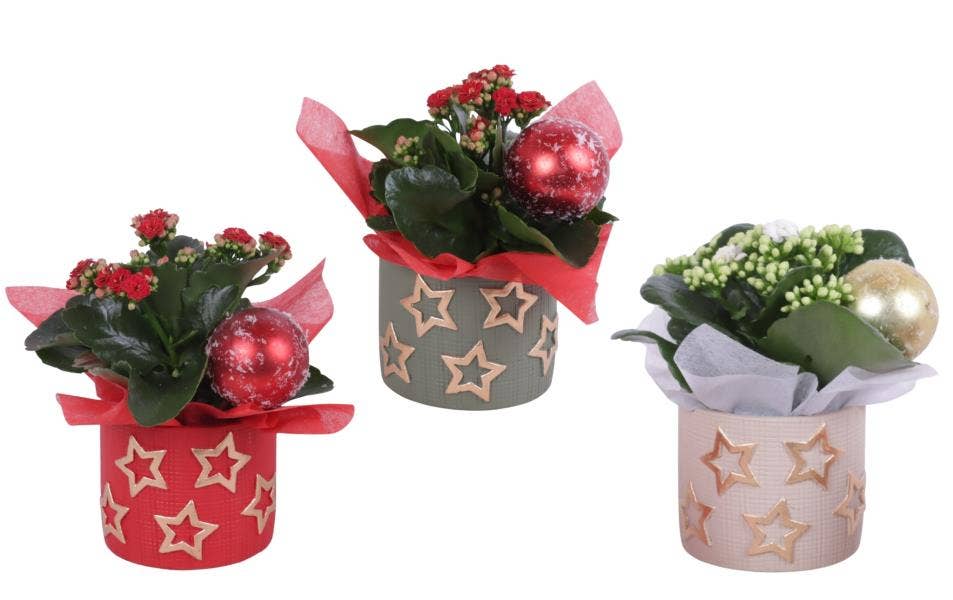 Christmas Arr. Indoor Ceramic Pot Golden Stars Col