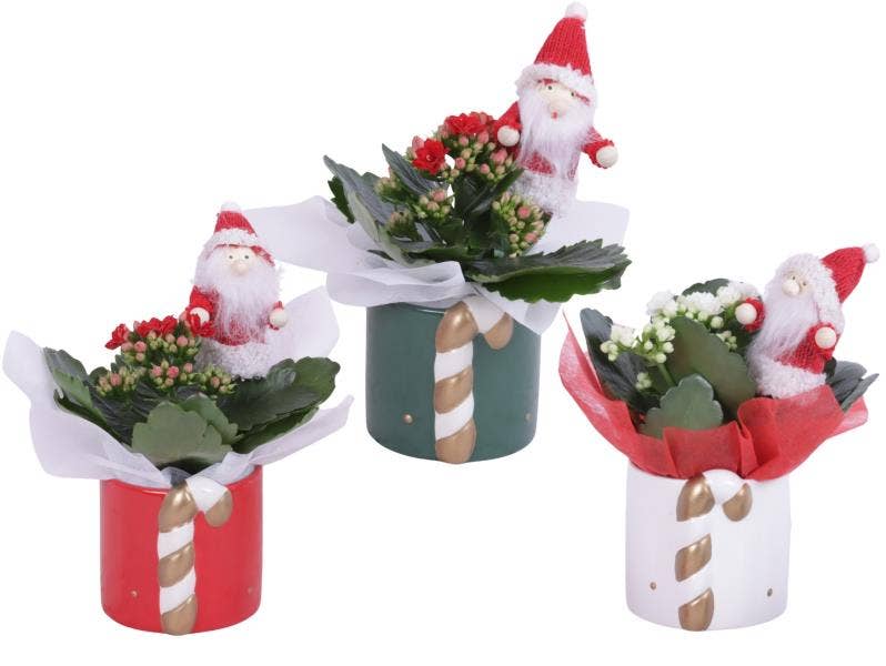 Christmas Arr. Indoor Ceramic Pot X-Mas Candy Cane