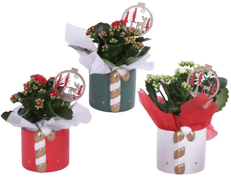 Christmas Arr. Indoor Ceramic Pot X-Mas Candy Cane
