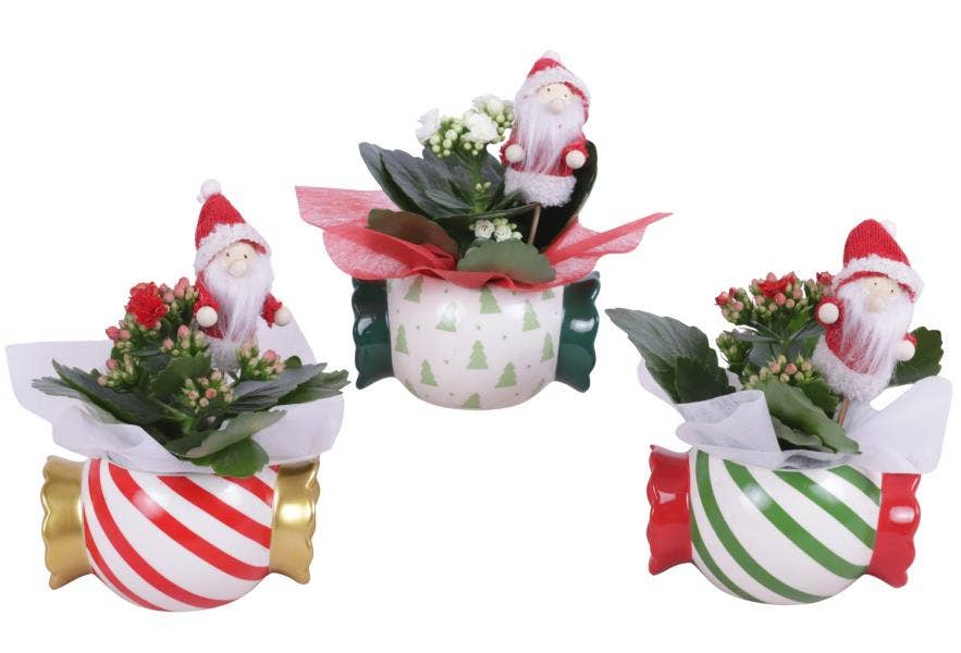 Christmas Arr. Indoor Ceramic Pot X-Mas Candy Wrap