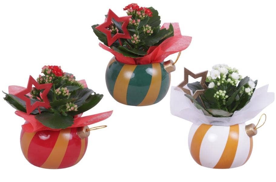 Christmas Arr. Indoor Ceramic Pot X-Mas Ornament Ø