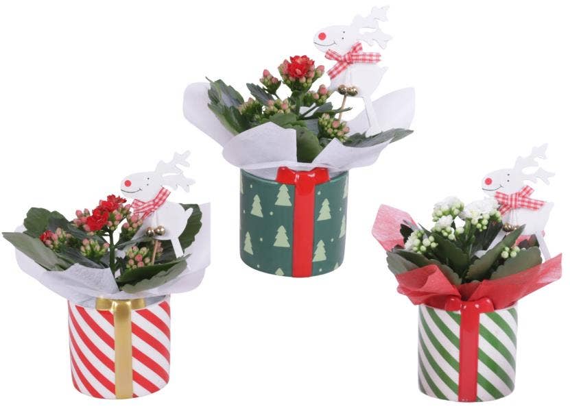 Christmas Arr. Indoor Ceramic Pot X-Mas Present Ø0