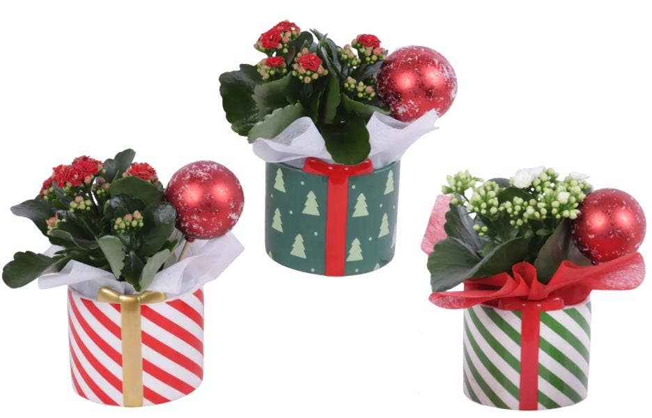 Christmas Arr. Indoor Ceramic Pot X-Mas Present Ø1