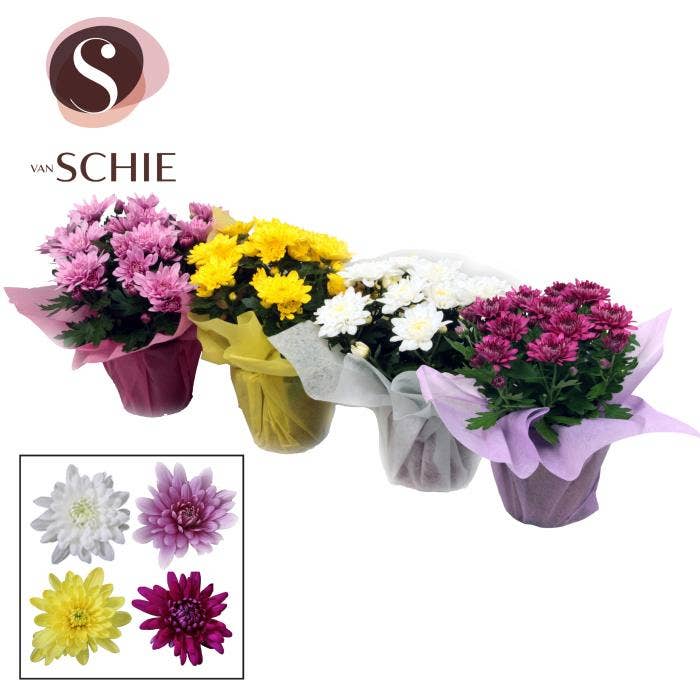 Chrysanne Grandezza WRAP non woven
