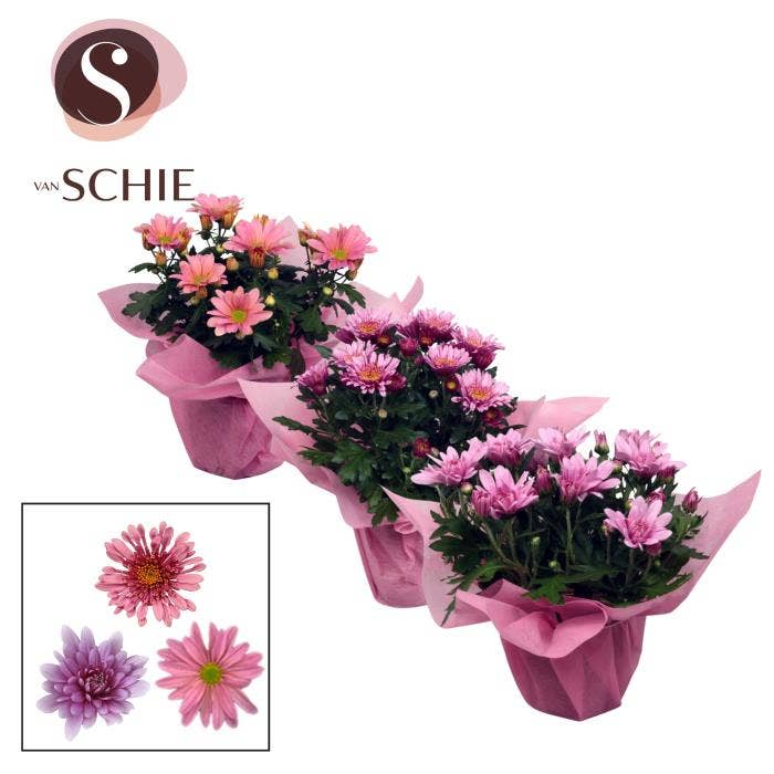 Chrysanne Pink WRAP non woven