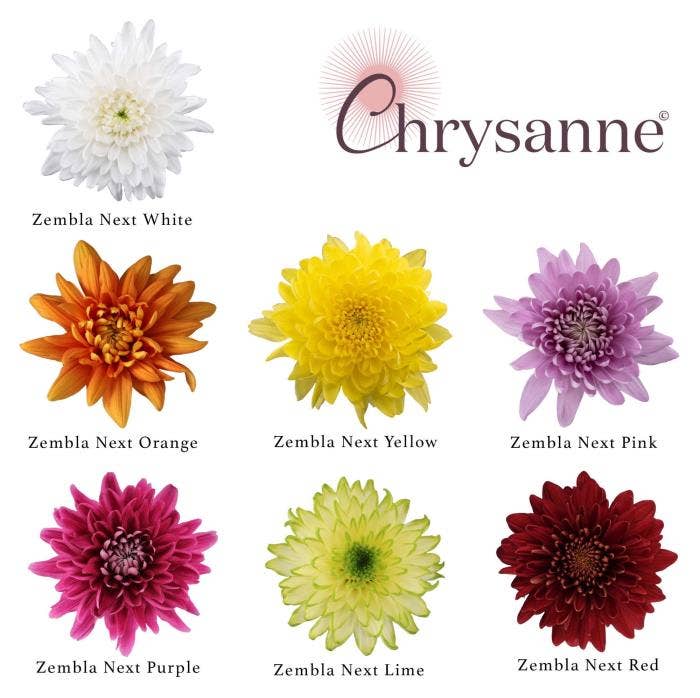 Chrysanne Zembla