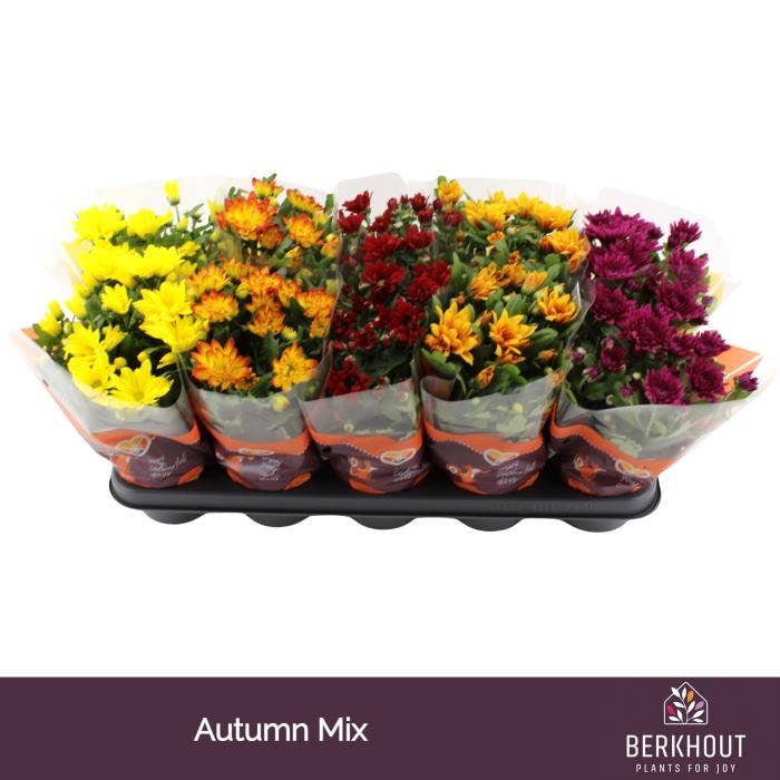 Chrysant Autumn