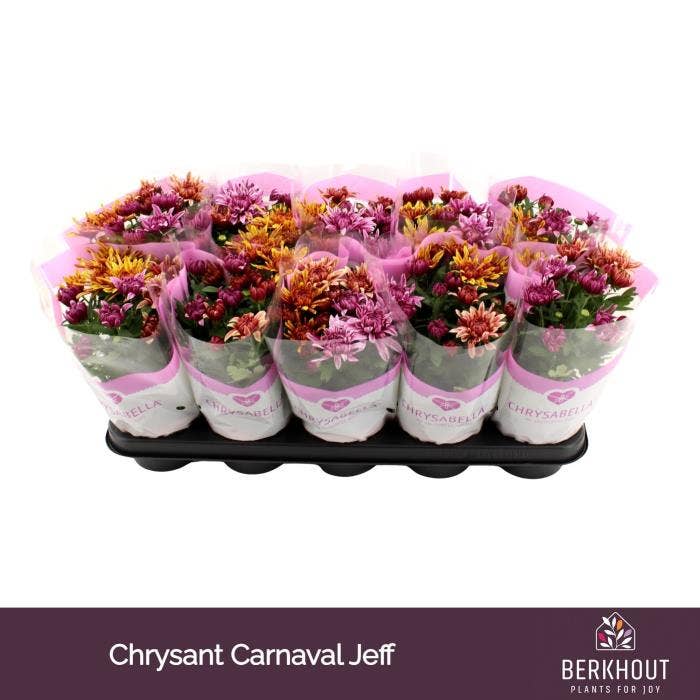 Chrysant Carnaval Artistic Jeff
