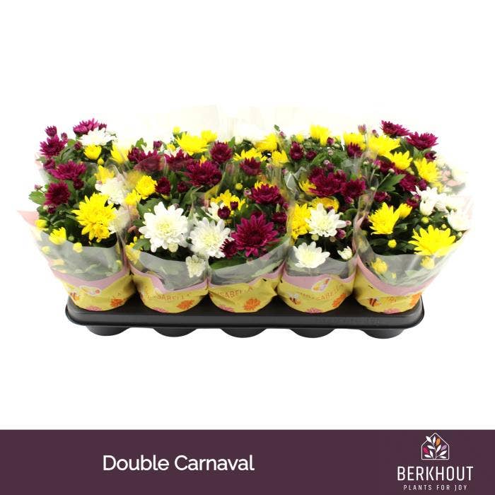 Chrysant Carnaval Double