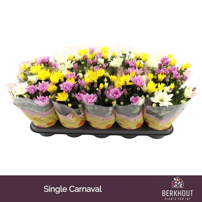 Chrysant Carnaval Single