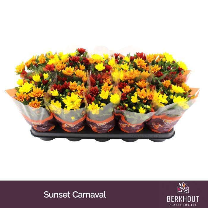Chrysant Carnaval Sunset