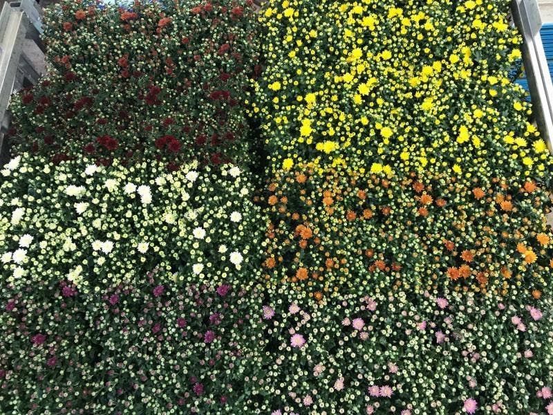 Chrysant Gardenmum mix laag 10,5cm