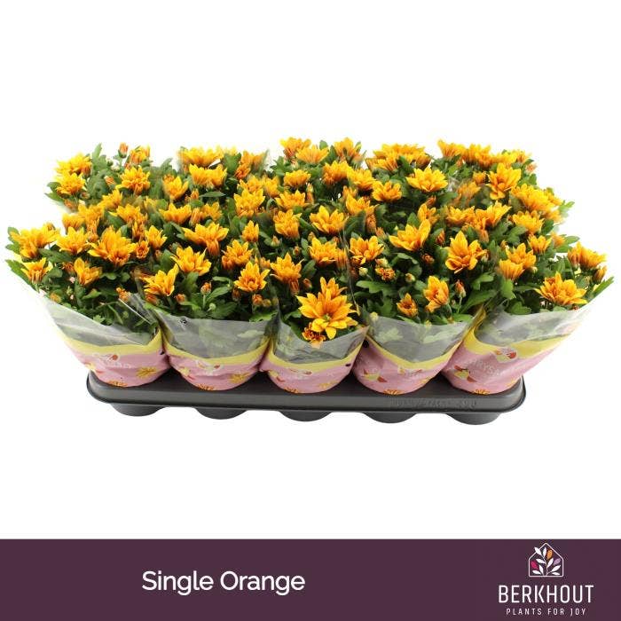 Chrysant Orange