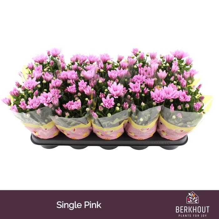 Chrysant Pink