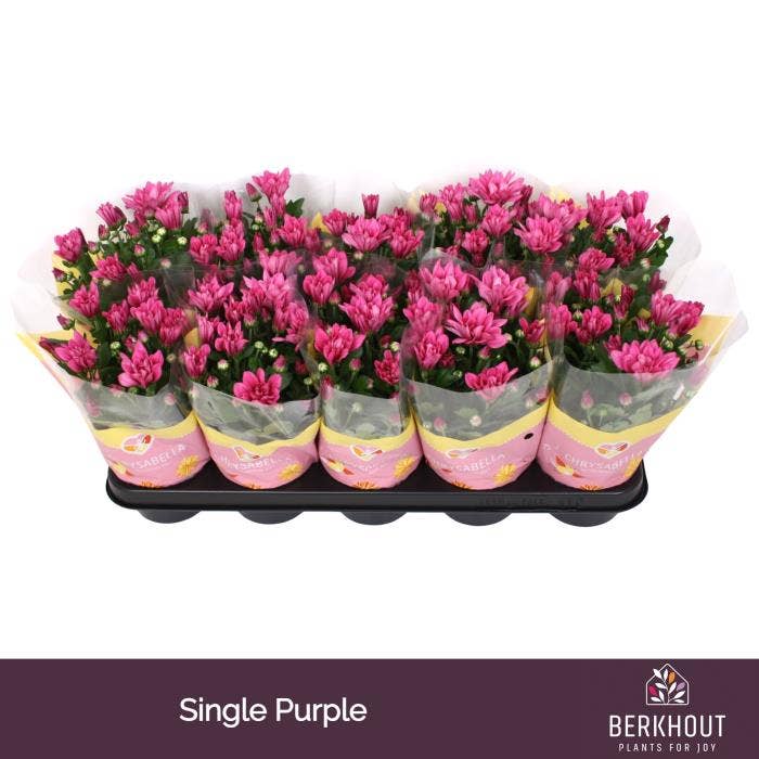 Chrysant Purple