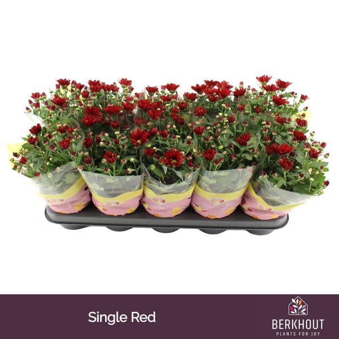 Chrysant Red