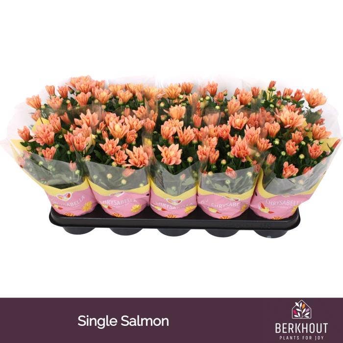 Chrysant Salmon