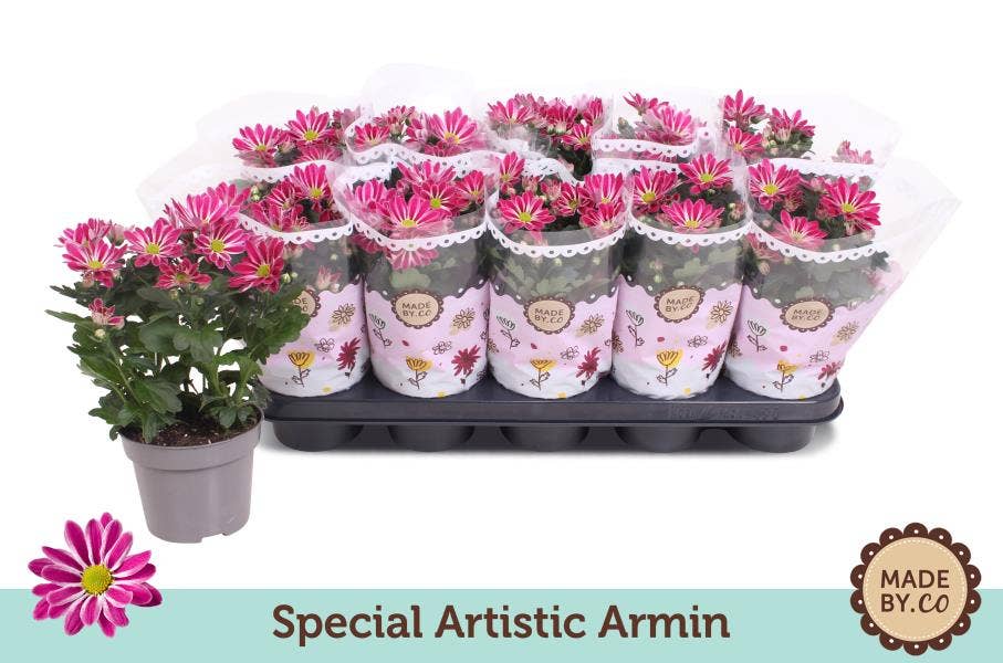 Chrysant special  'Artistic Armin'