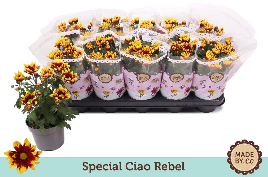 Chrysant special 'Ciao Rebel'