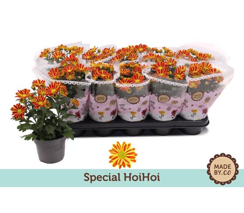 Chrysant special 'Hoihoi'