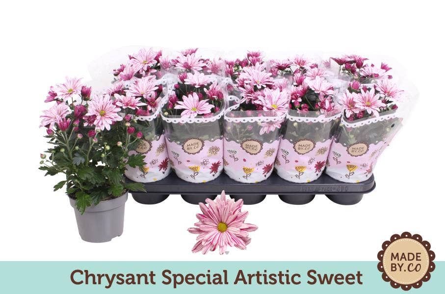 Chrysant special 'Rosy'
