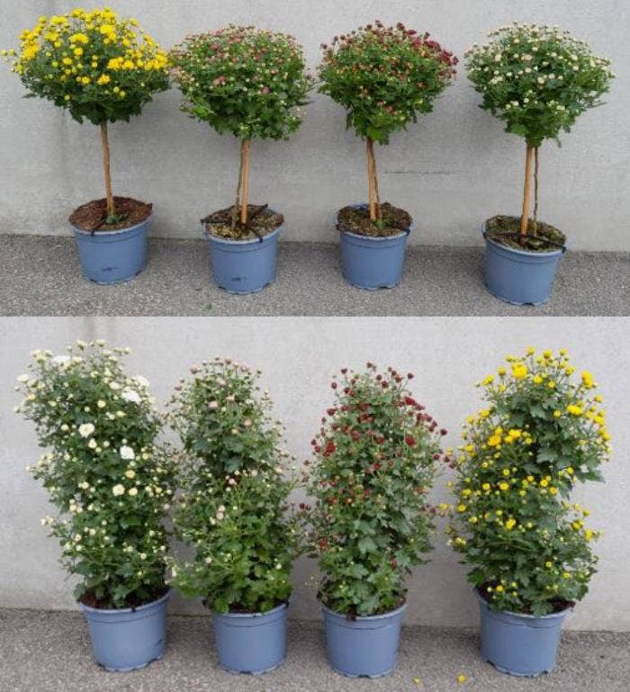 Chrysant STD and Piramid