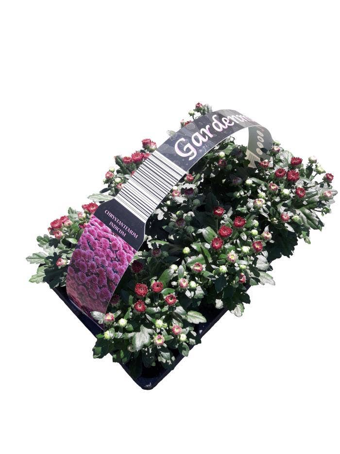 Chrysanth Gardenmum Lilac 6-pack
