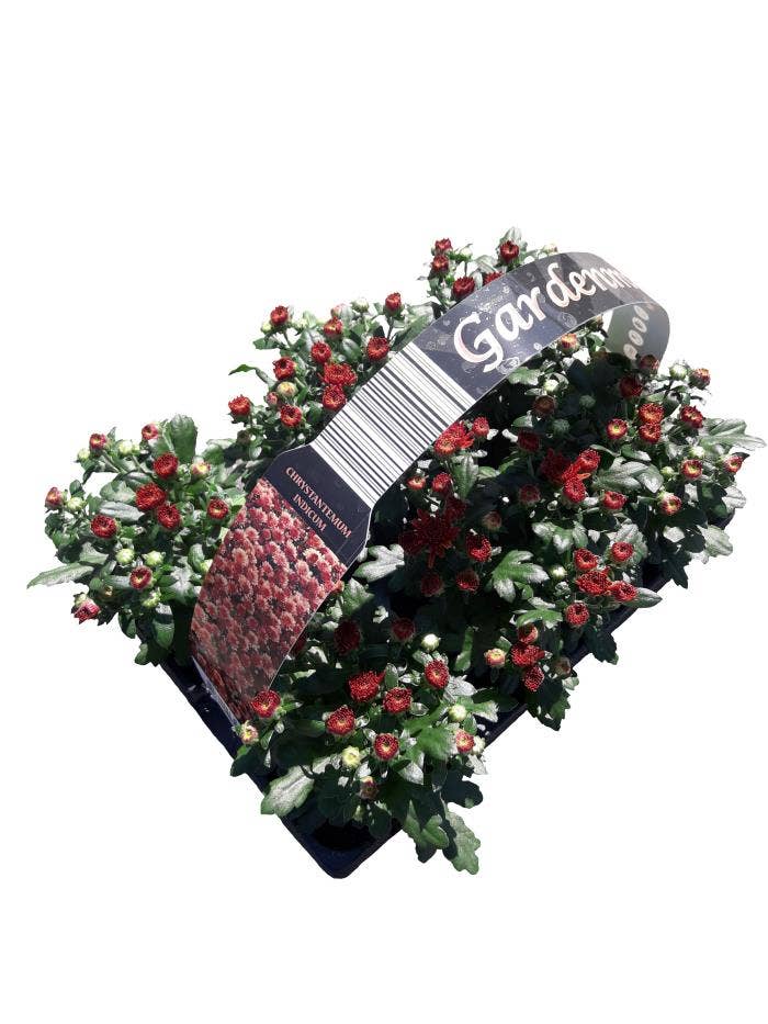 Chrysanth Gardenmum Orange 6-pack