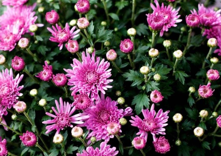 Chrysanth Gardenmum Pink 6-pack