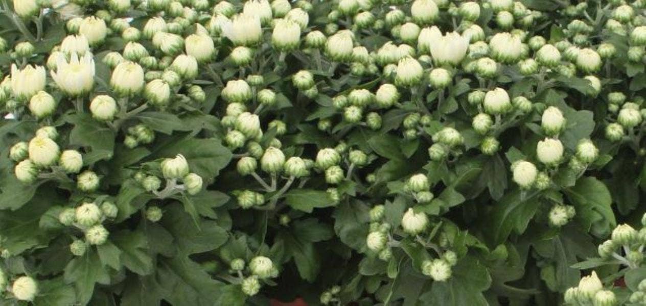Chrysanth Gardenmum White 6-pack