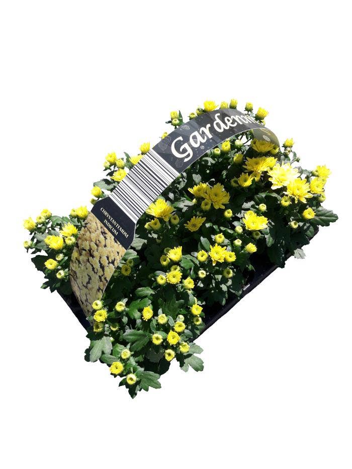 Chrysanth Gardenmum Yellow 6-pack