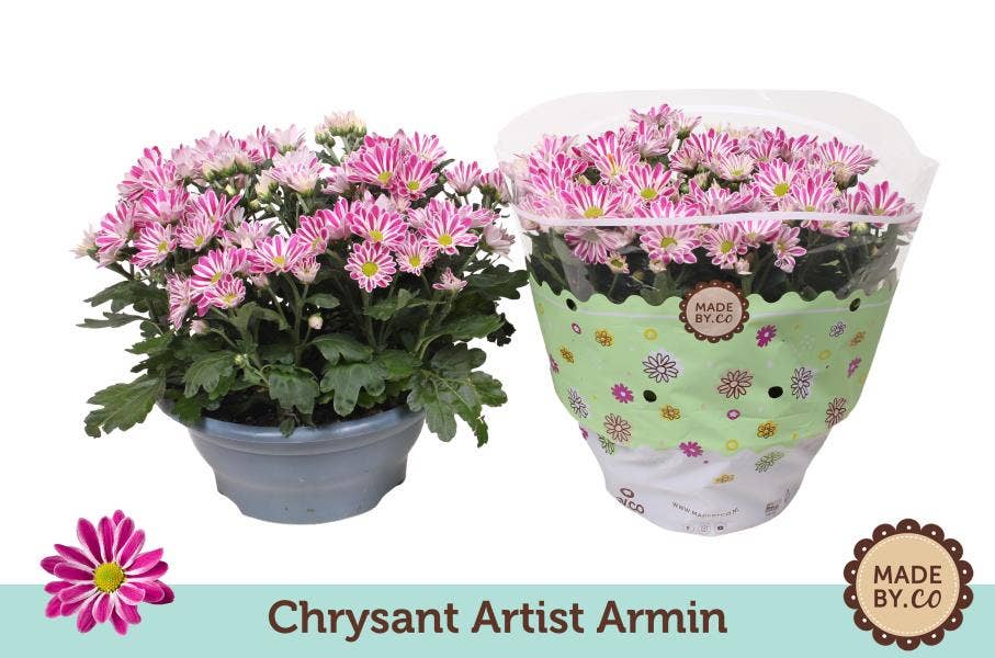 Chrysanthemum Artist Armin (per layer)