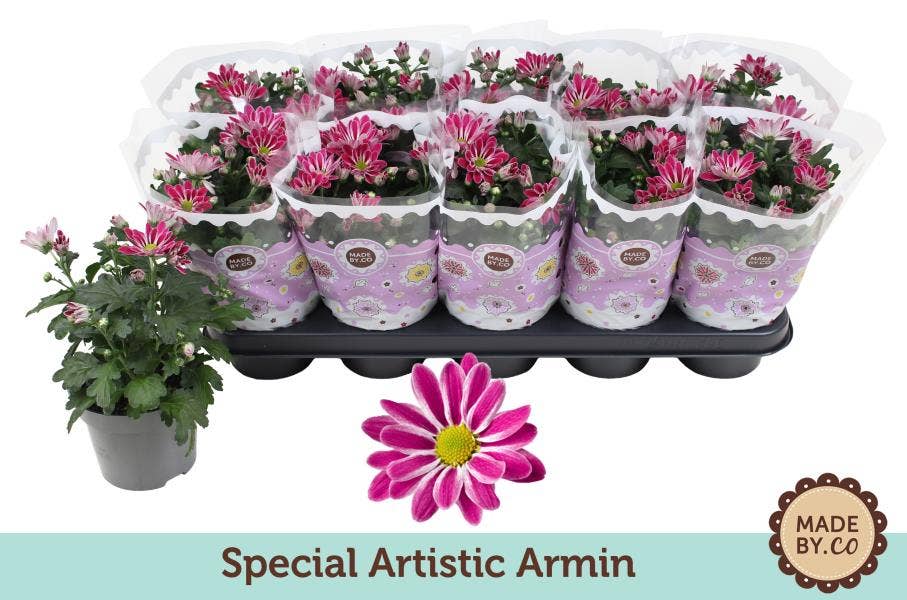Chrysanthemum Artistic Armin