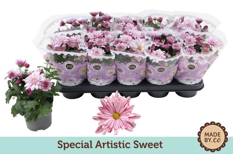 Chrysanthemum Artistic Sweet