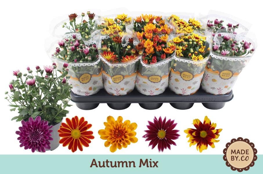 Chrysanthemum Autumn