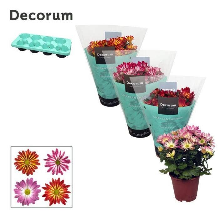 Chrysanthemum Bicolor