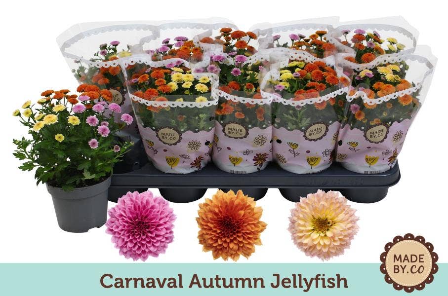 Chrysanthemum Carnaval Jellyfish Autumn