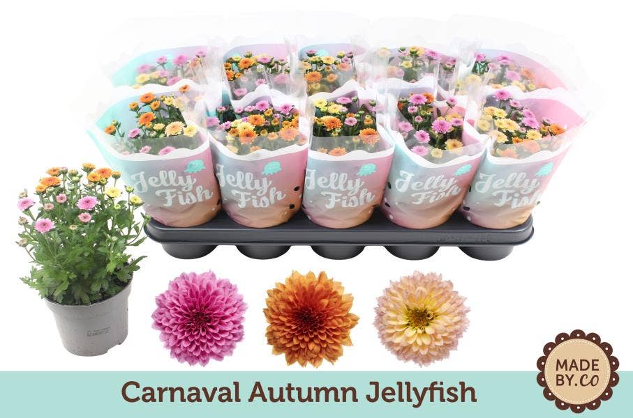 Chrysanthemum Carnaval Jellyfish Sweet
