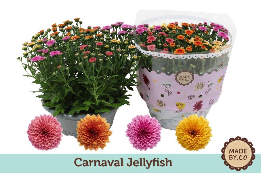 Chrysanthemum Carnaval Jellyfish