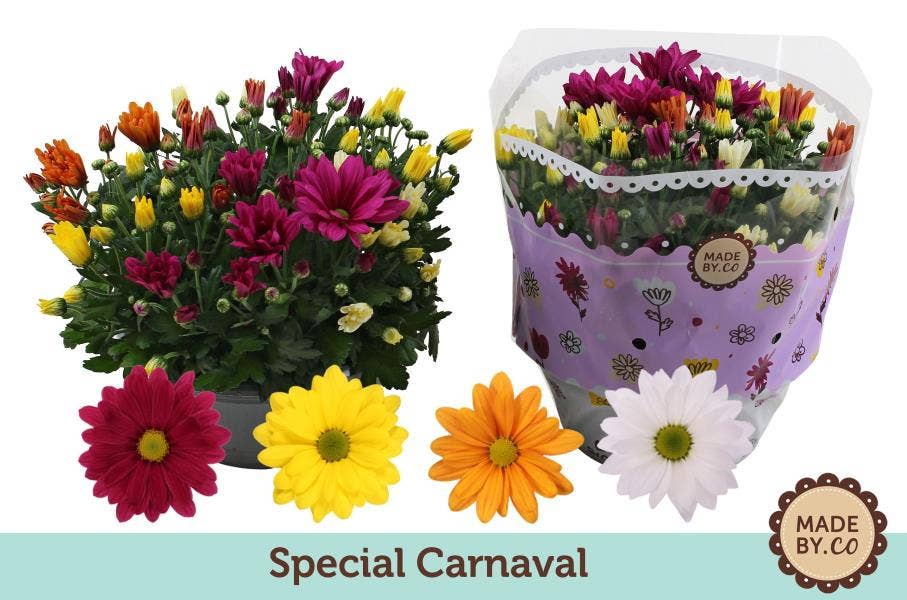 Chrysanthemum Carnaval (per layer)
