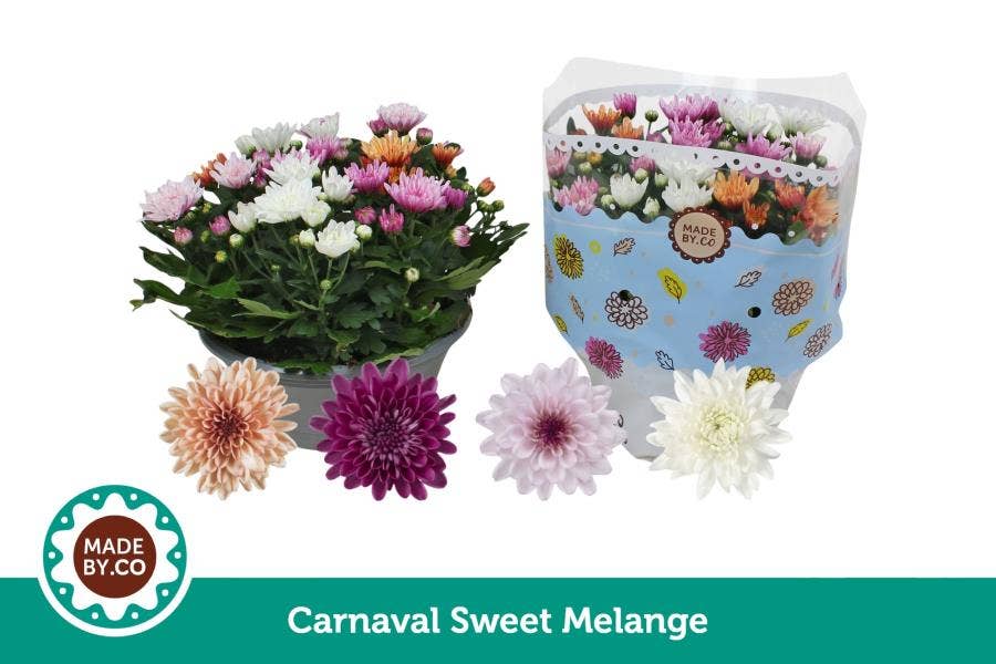 Chrysanthemum Carnaval Sweet Melange (per layer)