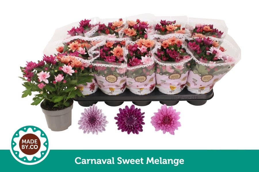 Chrysanthemum Carnaval Sweet Melange
